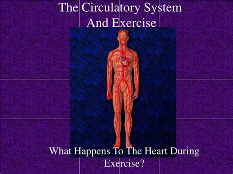 Ppt The Circulatory System And Exercise Powerpoint Presentation Id