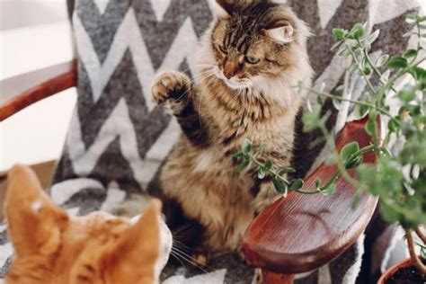 All that jealousy requires is that the cat perceive that another cat is getting more of something than it should, writes john bradshaw. Do Cats Get Jealous? - Signs and Behavioral Problems