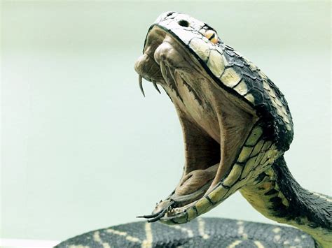 Las cinco serpientes más venenosas del mundo