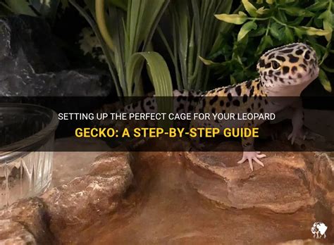 Setting Up The Perfect Cage For Your Leopard Gecko A Step By Step