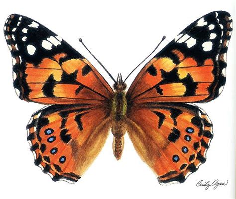 Realistic Butterfly Painting At Explore Collection