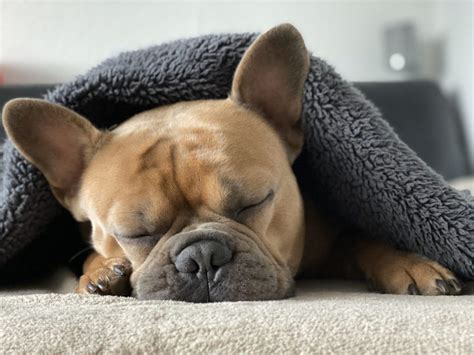 French Bulldog Insurance Top 1st Priority Heres Best Advice