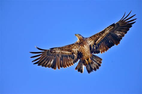 Juvenile Bald Eagle In Flight Photograph By Greg Norrell Fine Art America