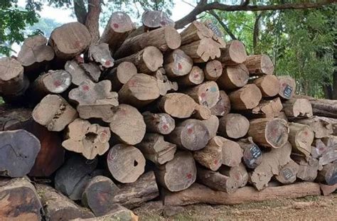 58 Inch Indian Teak Wood At Rs 400cubic Feet Indian Teak Wood In