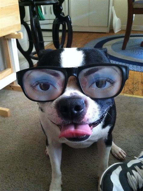 Check Out This Funny Boston Terrier Dog With Human Eyes Photo