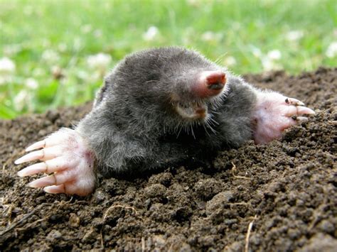 What Do Ground Moles Eat Katynel