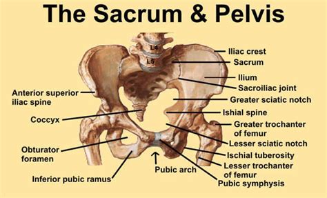 Overweight female medical skeleton with back pain. Image 1. Diagram of pelvis and sacrum with bony landmarks ...