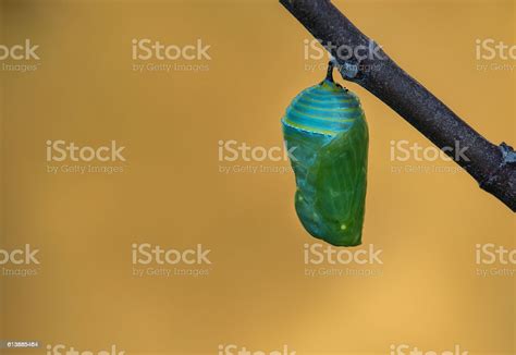 Monarch Butterfly Pupae Stock Photo Download Image Now Cocoon