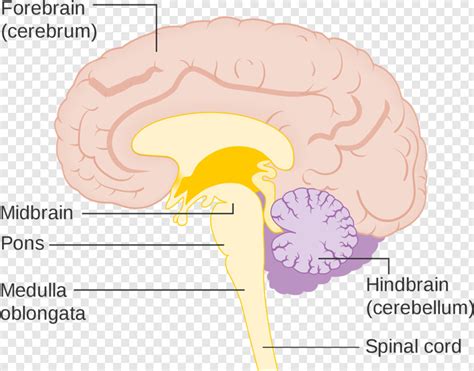 Spinal Cord Brain Diagram Brain Stem Transparent Png