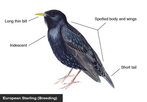 European Starling Identification Diagram Bird Academy The Cornell Lab