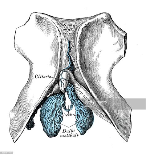 Human Anatomy Scientific Illustrations Clitoris High Res Vector Graphic