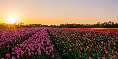 A Beautiful Field Of Tulips In Holland Netherlands Rpics