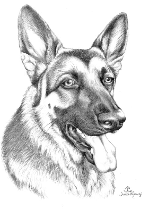 Free download 35 best quality german shepherd puppy coloring pages at getdrawings. This lovely German Shepherd looks very happy and healthy ...