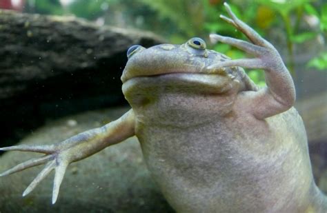Funny Clawed Frog New Photos 2013 Funny And Cute Animals