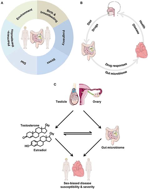 Frontiers Role Of Biological Sex In The Cardiovascular Gut Microbiome
