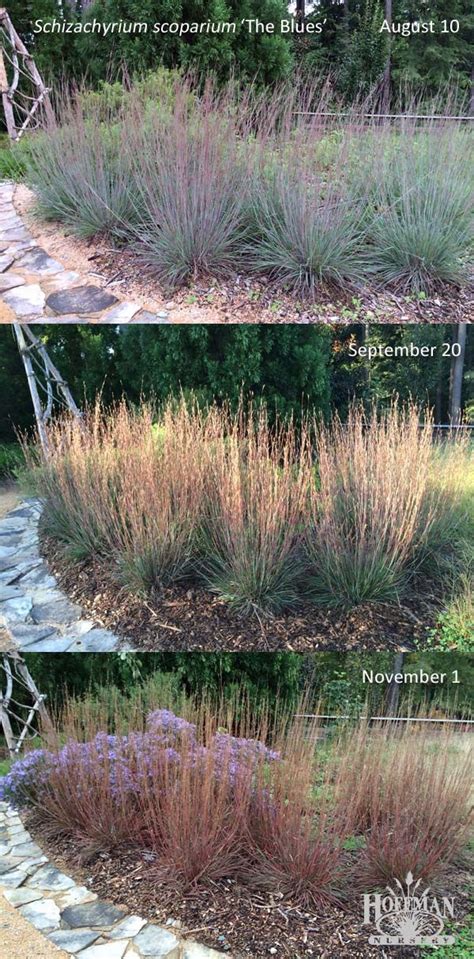 Heres A Fun Look At The Many Colors Of Native Grass The Blues Little