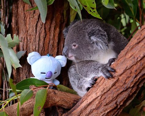Introducing Koya The Koala Joey🐨koya Received Her Name From The Bts