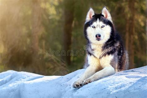 Cute Siberian Husky Dog Lies On The Snow In Winter Forest Sunny