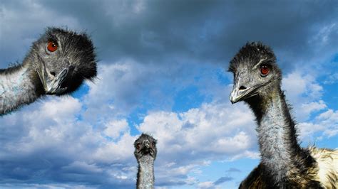 Birds Emu Wallpapers Hd Desktop And Mobile Backgrounds