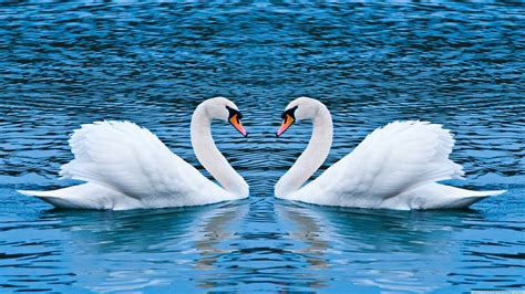 White Swans In Love Hd Wallpaper Download For Mobile
