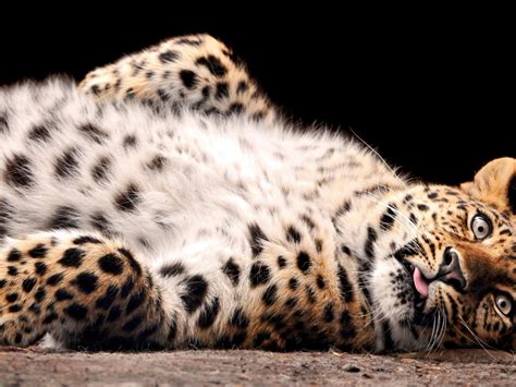 Around 40 species of cat are currently recognized. Big cat Desktop wallpapers 1152x864