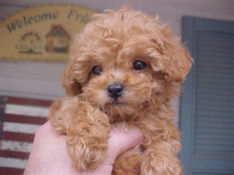 Miniature poodle puppies were especially popular as laptops to keep the nobility warm in drafty castles. Apricot toy poodle puppy | Mini poodle puppy, Miniature ...