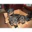 Cute Puppy Dogs Rottweiler Puppies