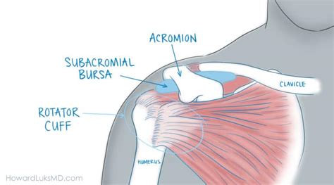 Rotator Cuff Tears And Shoulder Pain At Night