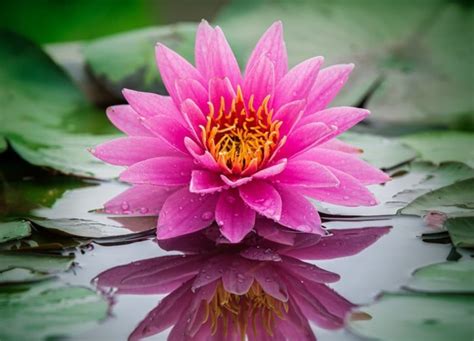 Rare Lotus Coloful Water Lily Bulb Planted Live Aquarium Etsy