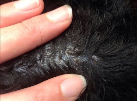 Another possibility is that that the nose is scarred. Does My Dog Have A Tick Or Scab - Goldenacresdogs.com
