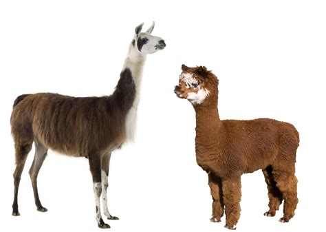 Camel spiders this topic is becoming one of the most discussing ones. Alpaca Vs Llama - 8 Major Differences Revealed | Stillunfold