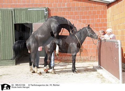 Sie dient noch der reinigung und rückbildung der gebärmutter. Stute beim Hengst - RR-53199 - Warmblut - Pferde ...