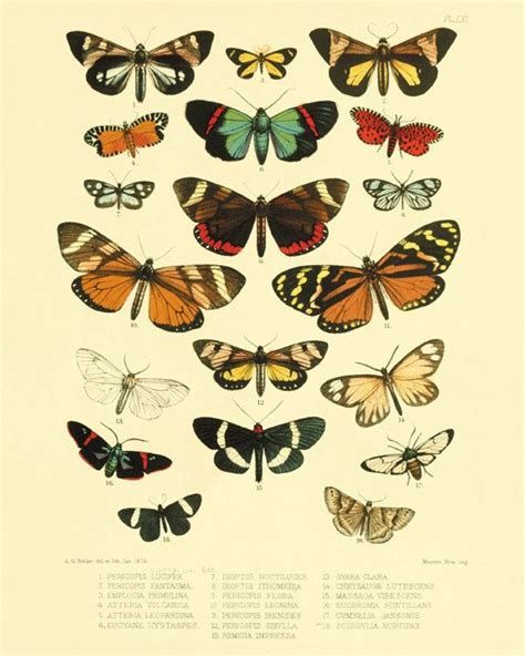 Butterfly Wall Art Antique Butterfly Image Print Natural History