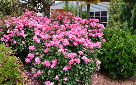 Buy Pink Double Knock Out Rose Free Shipping 1 Gallon Pot Size For