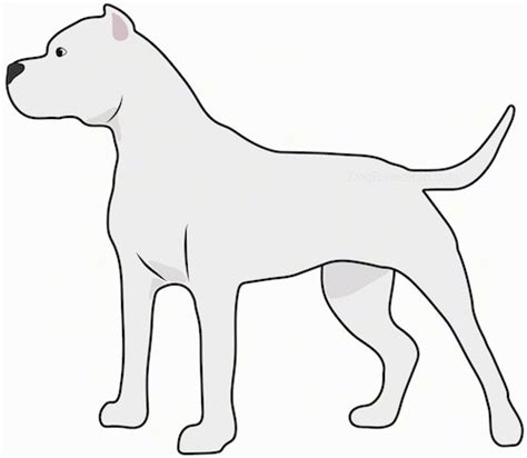 Download a free preview or high quality adobe illustrator ai, eps, pdf and high resolution jpeg versions. Cordoba Fighting Dog Breed Information and Pictures