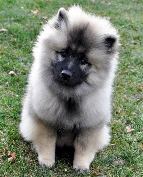 Keeshond Puppy Keeshond Puppy Keeshond Dog Beautiful Dogs