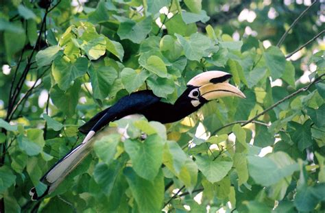 (v) take a multi day royal belum package staying at a camping area or chalet. Birdwatching full day trip in Royal Belum - Belum Temenggor