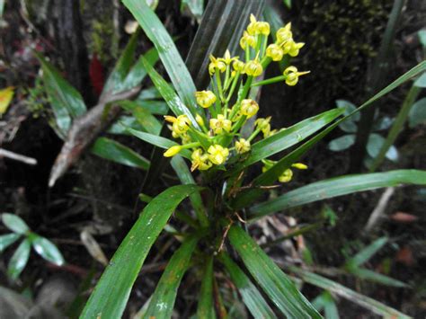Apostasia Plant1 Orchidaceae