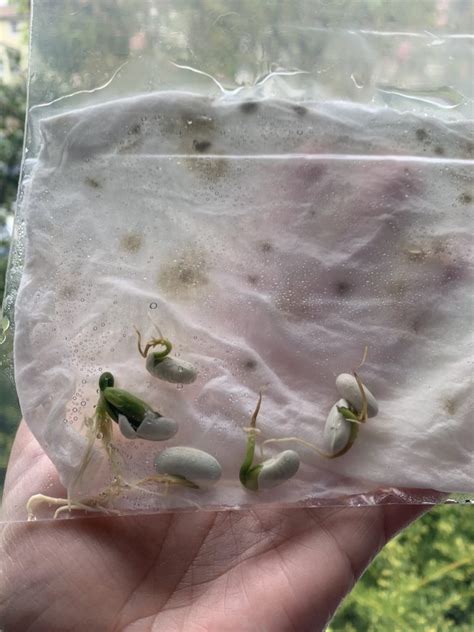 How to sprout seeds from a bag of cannabis. Kid Science: Germinating Seeds in a Bag - Kids Don't Come ...