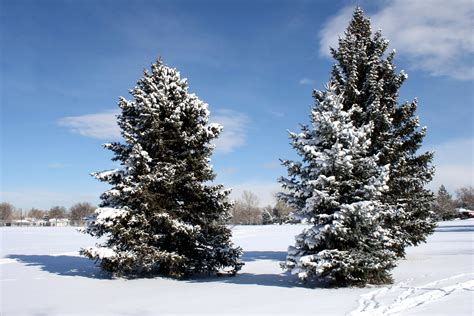 Coniferous Trees In Winter