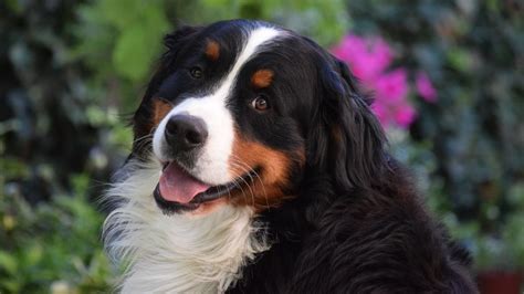 Bernese Mountain Dog Breed Profile Petsradar