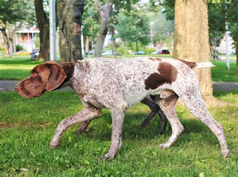 Руководство саймона и шустера по собакам. German Shorthaired Pointer Dog Breed » Everything About ...