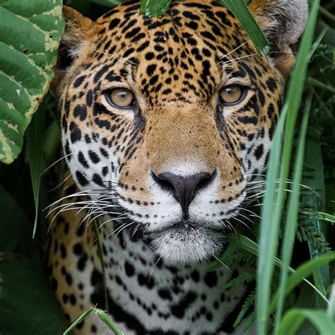 Image result for jaguar | Animals, Animal photography, Cats