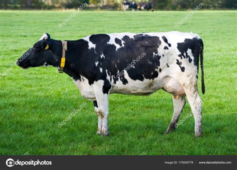 Vaca holandesa em Prado — Fotografias de Stock © Buurserstraat38 #170930778