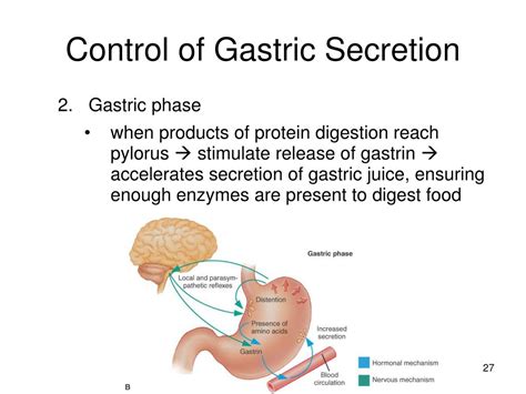 Ppt Chapter 26 Physiology Of The Digestive System Powerpoint