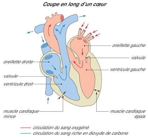 Anatomie Du Coeur Circulation Sanguine Get Images