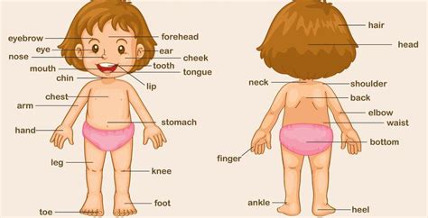Las partes del cuerpo en inglés fáciles de aprender Ingles básico