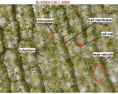 Elodea 400x Nucleus