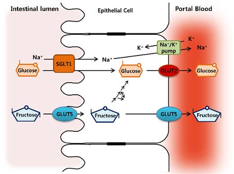 Models For Glucose And Fructose Transport Across The Intestinal