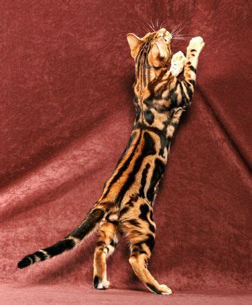 Breeder of exotic bengal kittens with rosettes contrast and sweet playfyl nature. Classic Tabbies vs. Marble Bengals | Bengal cat breeders ...